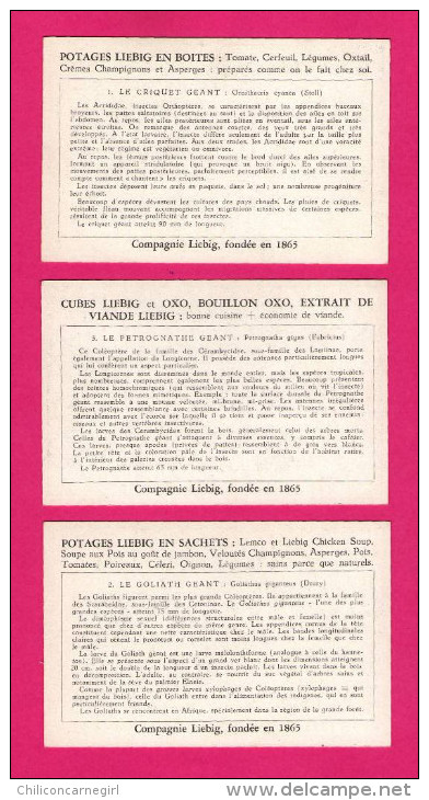 6 Chromos LIEBIG - Insectes Géants Du Congo Belge - Mante, Cigale, Petrognathe, Goliath Géants - Criquet - OXO - Liebig