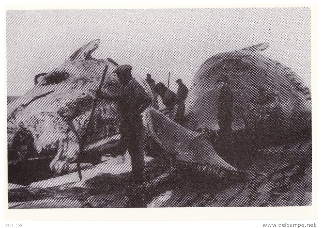 Postcard Whales On The Docks C1915 North Sea Harbour - Repro - Pesca