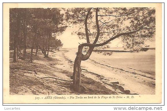 517.ARES. PIN TORDU AU BORD DE LA PLAGE DE ST. BRICE. - Arès