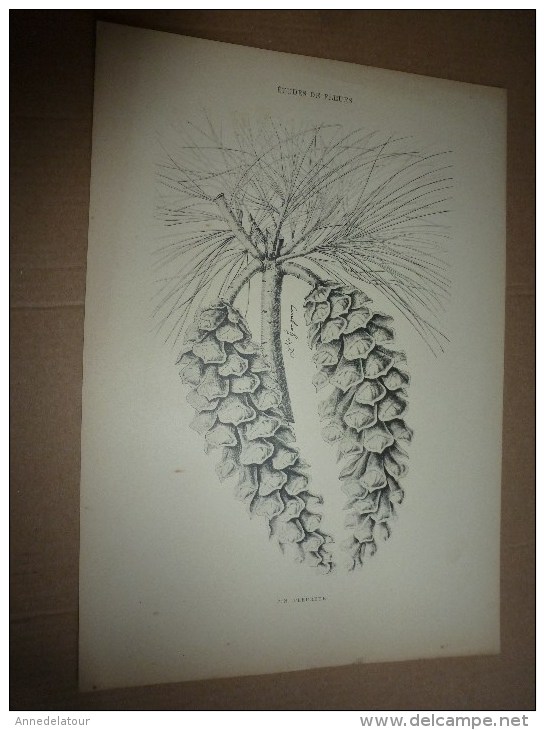 1901    ETUDES De FLEURS Dessins à La PLUME     Dont Signatures De  L. Gangneron - Estampes & Gravures