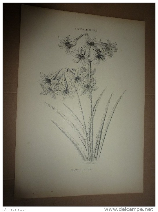 1901    ETUDES de FLEURS Dessins à la PLUME     dont signatures de  L. Gangneron