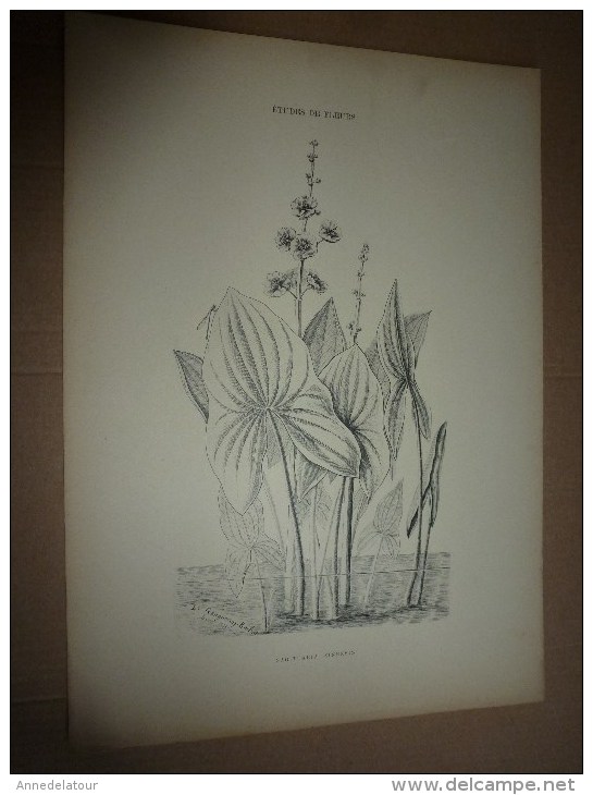 1901    ETUDES de FLEURS Dessins à la PLUME     dont signatures de  L. Gangneron