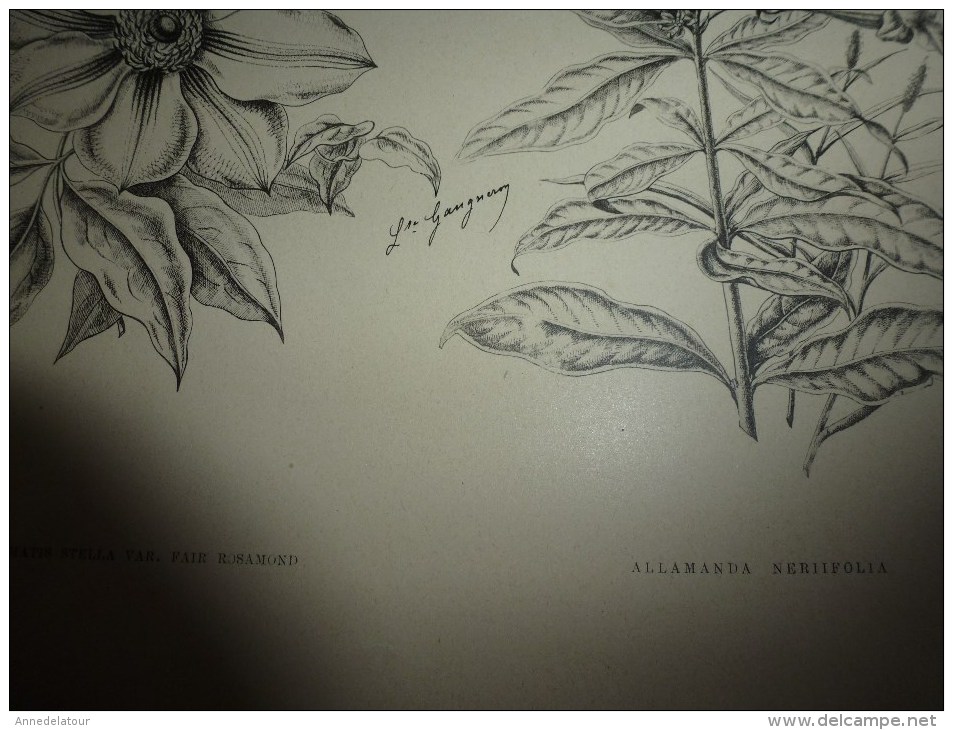 1901    ETUDES de FLEURS Dessins à la PLUME     dont signatures de  L. Gangneron