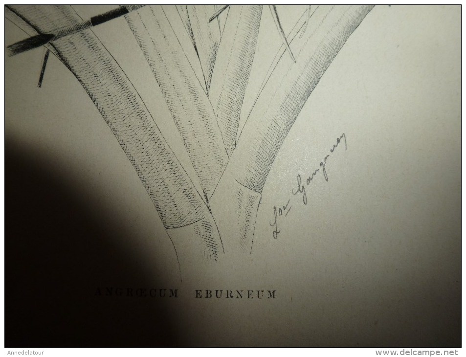 1901    ETUDES de FLEURS Dessins à la PLUME     dont signatures de  L. Gangneron