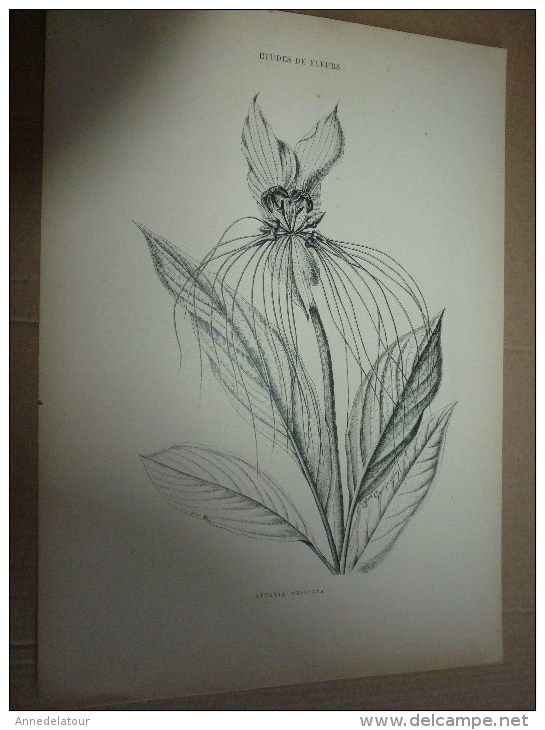 1901    ETUDES de FLEURS Dessins à la PLUME     dont signatures de  L. Gangneron