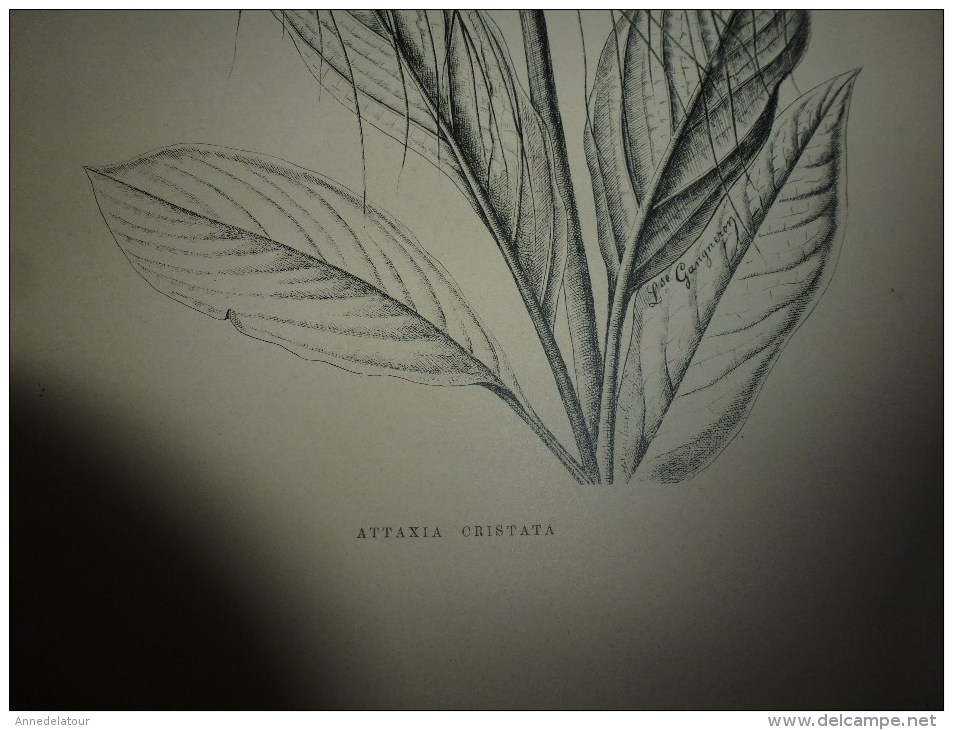 1901    ETUDES de FLEURS Dessins à la PLUME     dont signatures de  L. Gangneron