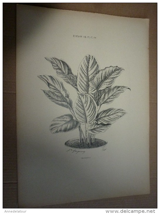 1901    ETUDES de FLEURS Dessins à la PLUME     dont signatures de  L. Gangneron