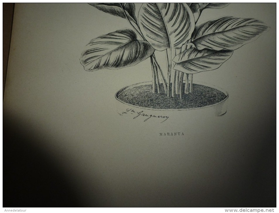 1901    ETUDES de FLEURS Dessins à la PLUME     dont signatures de  L. Gangneron