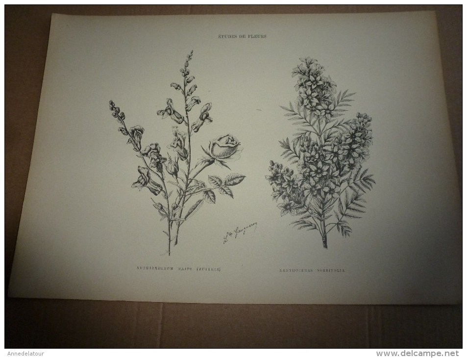 1901    ETUDES de FLEURS Dessins à la PLUME     dont signatures de  L. Gangneron