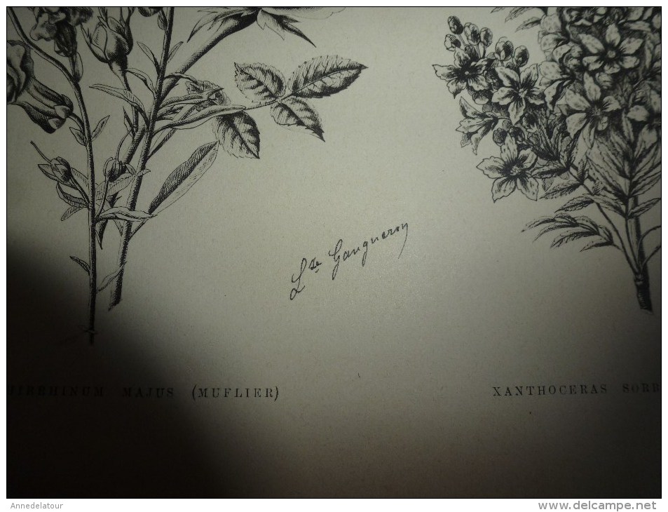 1901    ETUDES de FLEURS Dessins à la PLUME     dont signatures de  L. Gangneron