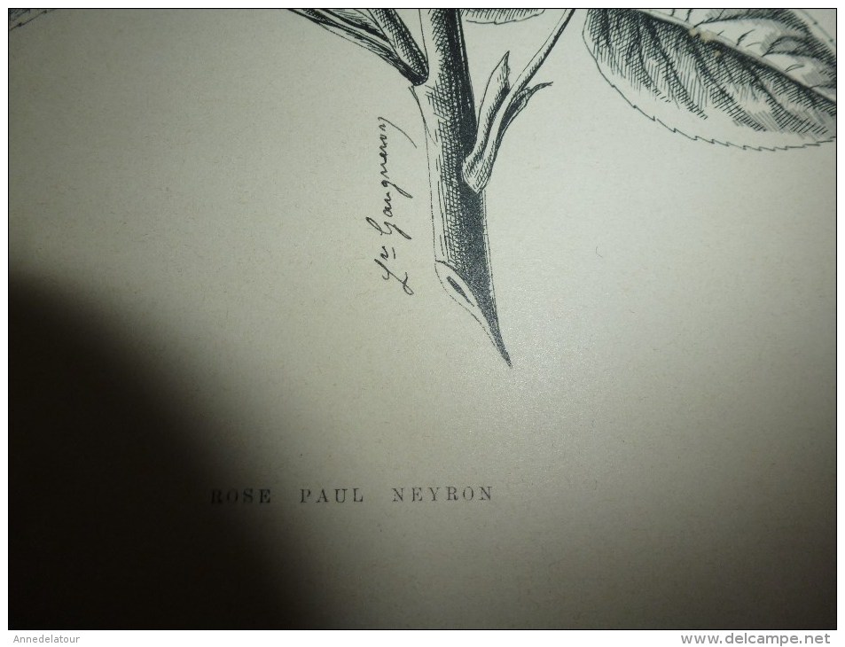 1901    ETUDES de FLEURS Dessins à la PLUME     dont signatures de  L. Gangneron