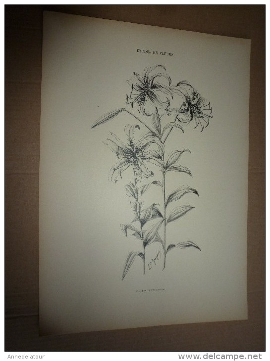 1901    ETUDES de FLEURS Dessins à la PLUME     dont signatures de  L. Gangneron