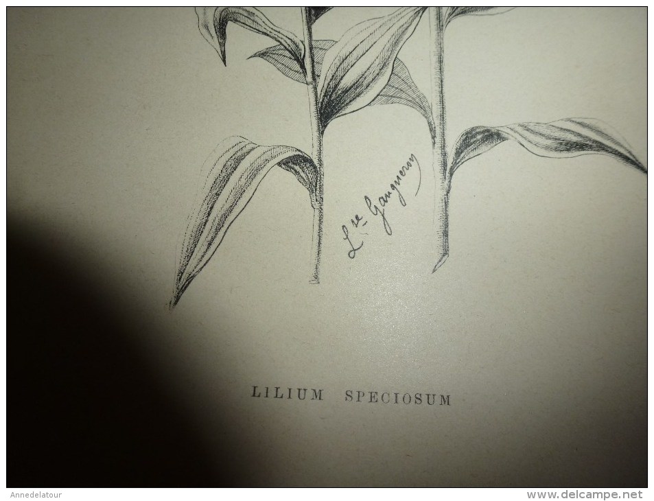 1901    ETUDES de FLEURS Dessins à la PLUME     dont signatures de  L. Gangneron