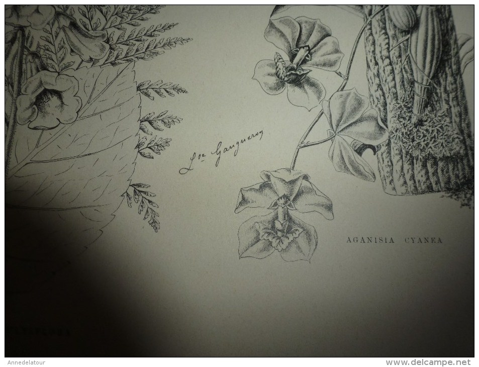 1901    ETUDES de FLEURS Dessins à la PLUME     dont signatures de  L. Gangneron