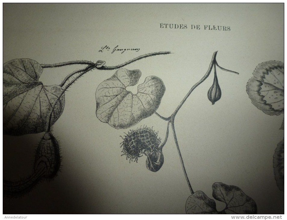 1901    ETUDES de FLEURS Dessins à la PLUME     dont signatures de  L. Gangneron