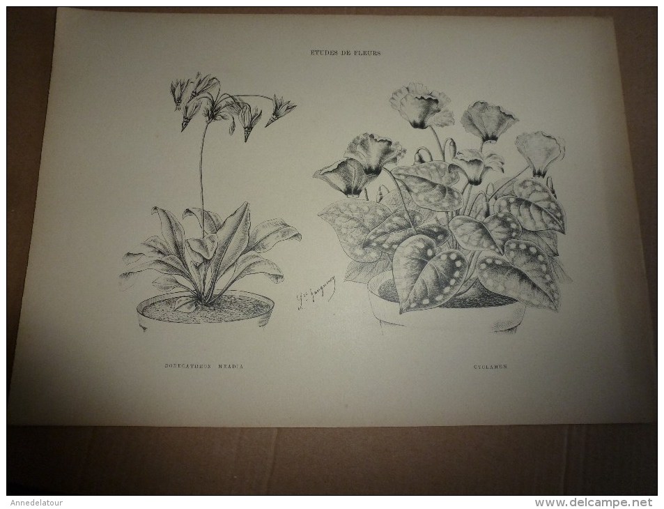 1901    ETUDES de FLEURS Dessins à la PLUME     dont signatures de  L. Gangneron