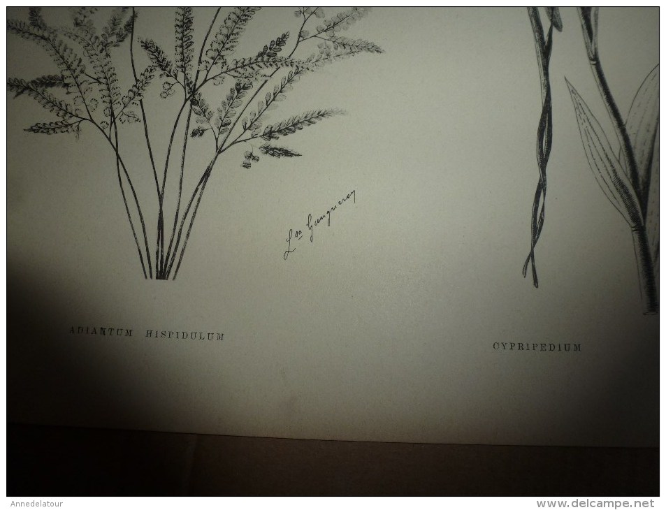 1901    ETUDES de FLEURS Dessins à la PLUME     dont signatures de  L. Gangneron