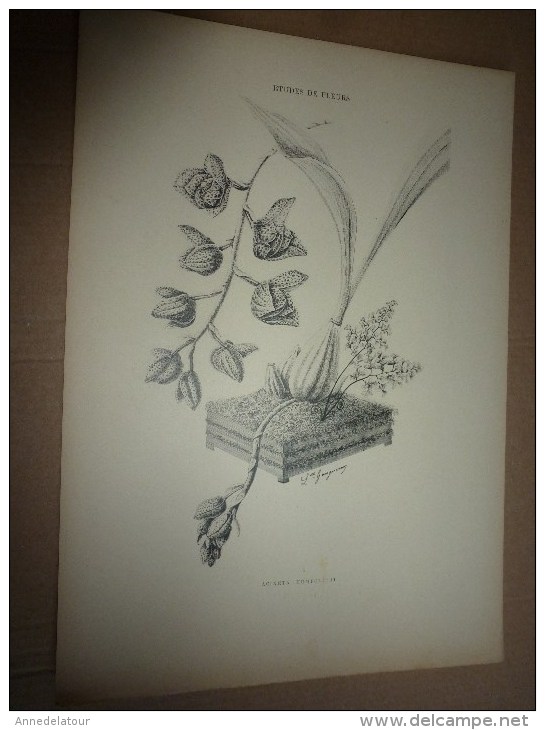 1901    ETUDES de FLEURS Dessins à la PLUME     dont signatures de  L. Gangneron