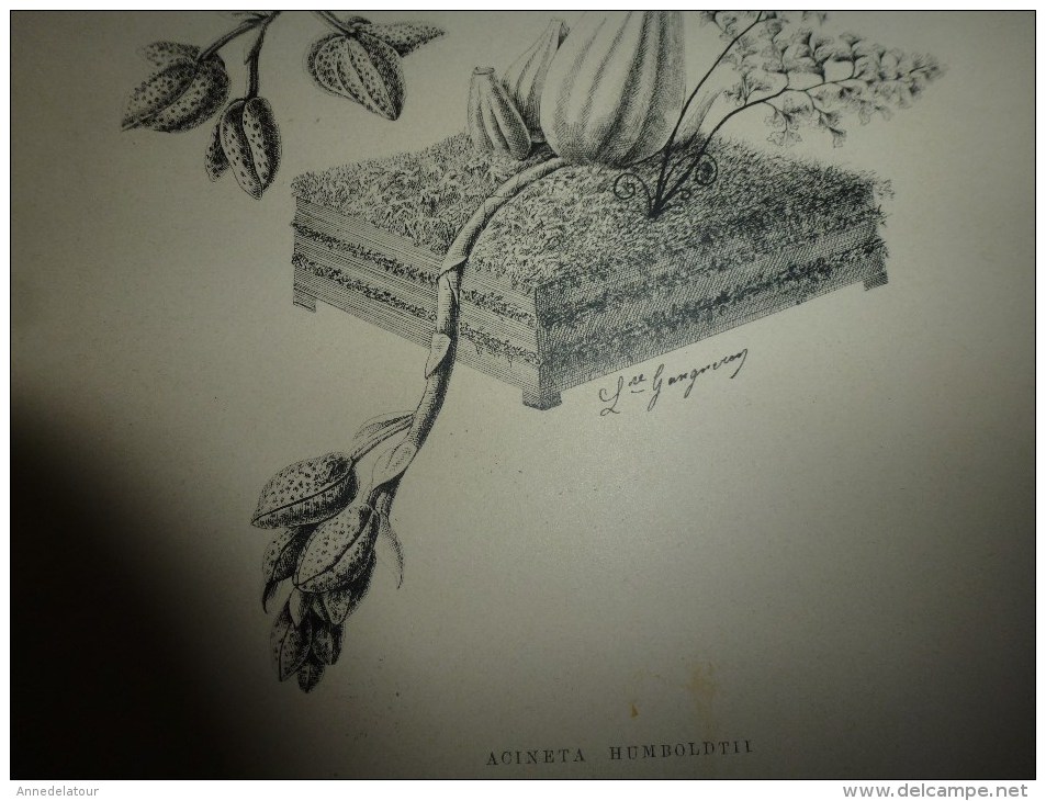 1901    ETUDES de FLEURS Dessins à la PLUME     dont signatures de  L. Gangneron