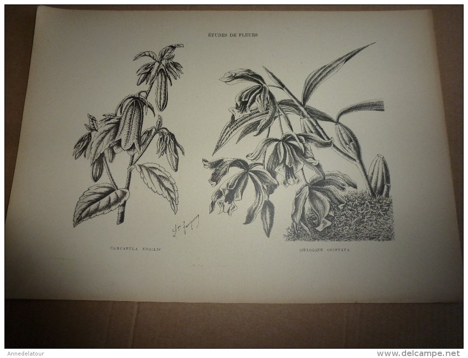 1901    ETUDES de FLEURS Dessins à la PLUME     dont signatures de  L. Gangneron