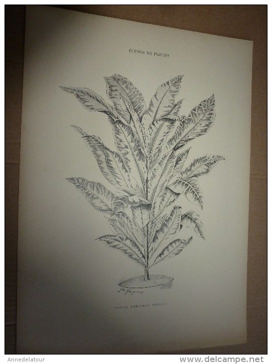 1901    ETUDES de FLEURS Dessins à la PLUME     dont signatures de  L. Gangneron