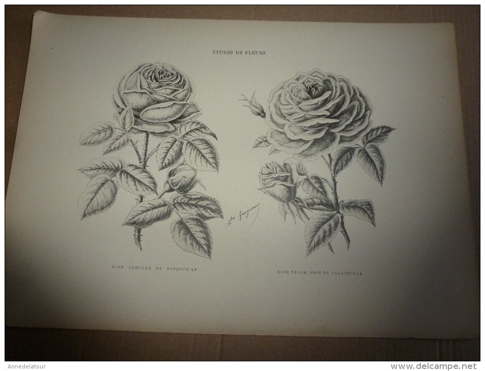 1901    ETUDES de FLEURS Dessins à la PLUME     dont signatures de  L. Gangneron