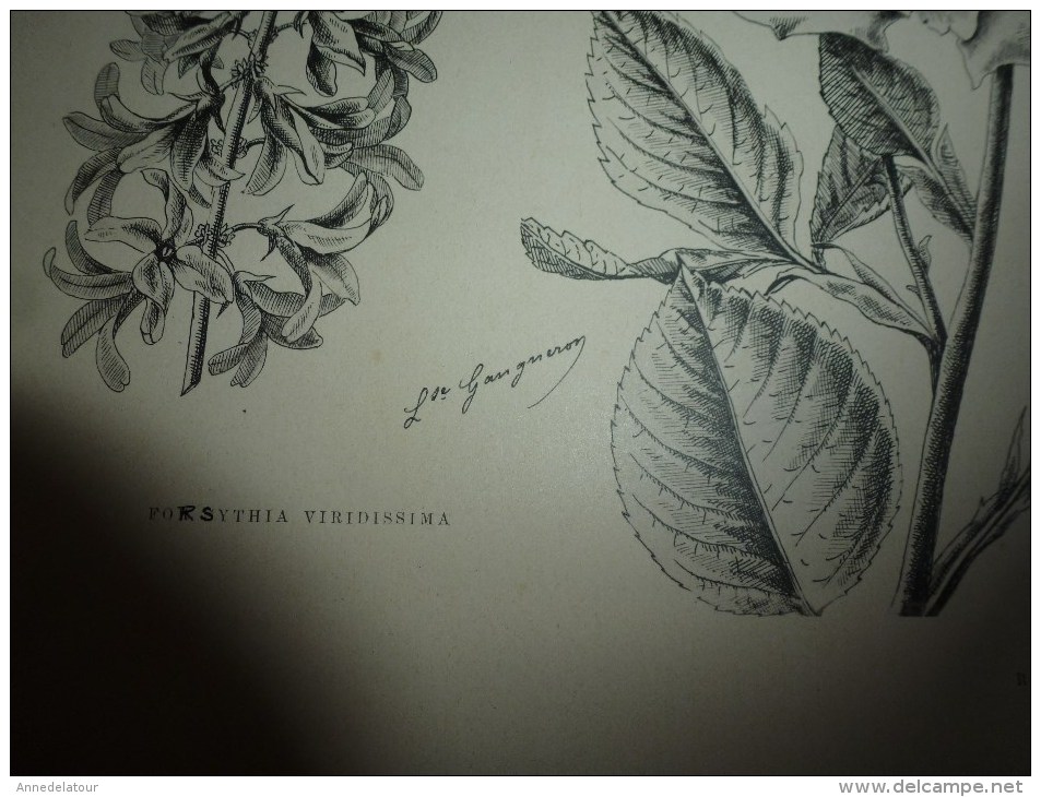 1901    ETUDES de FLEURS Dessins à la PLUME     dont signatures de  L. Gangneron