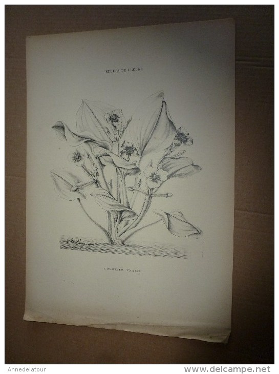 1901    ETUDES de FLEURS Dessins à la PLUME     dont signatures de  L. Gangneron