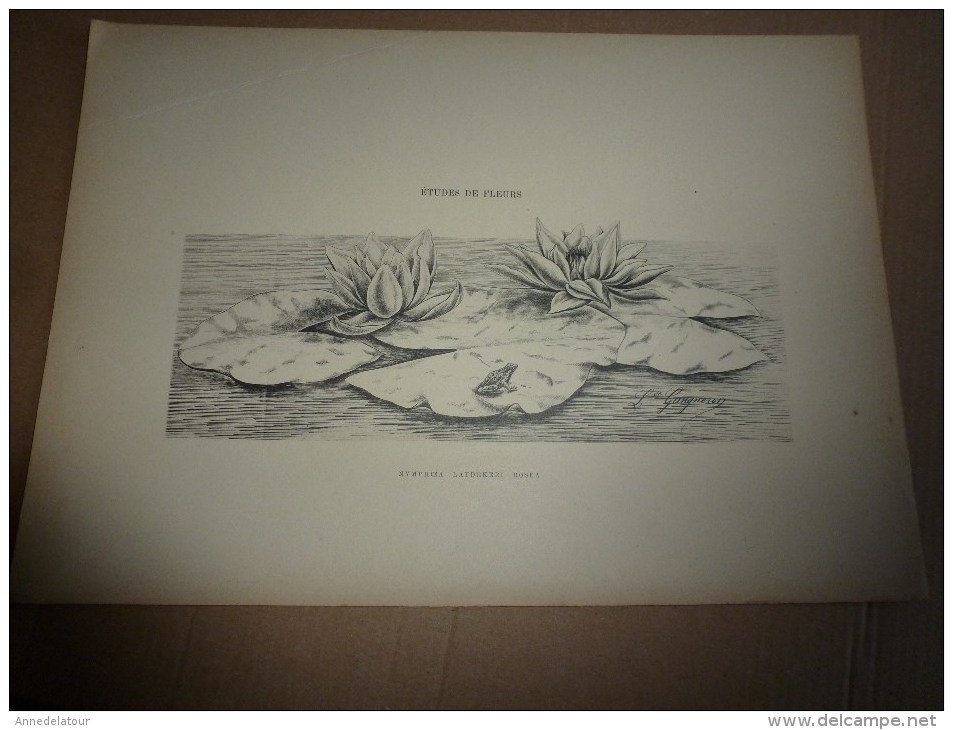 1901    ETUDES de FLEURS Dessins à la PLUME     dont signatures de  L. Gangneron