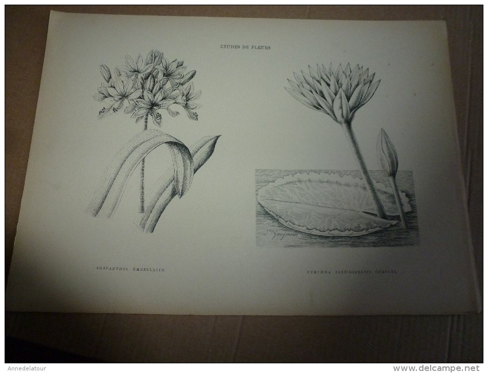 1901    ETUDES de FLEURS Dessins à la PLUME     dont signatures de  L. Gangneron