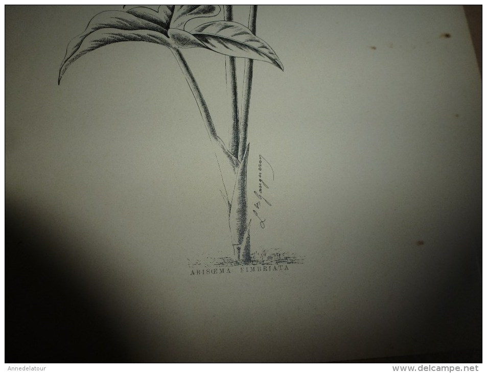 1901    ETUDES de FLEURS Dessins à la PLUME     dont signatures de  L. Gangneron