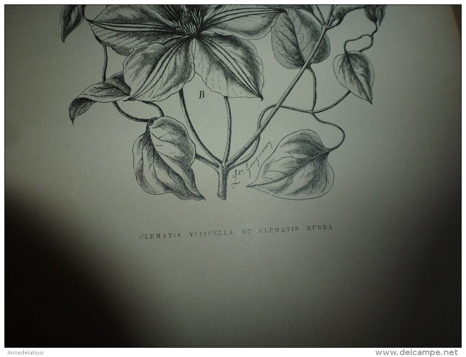 1901    ETUDES de FLEURS Dessins à la PLUME     dont signatures de  L. Gangneron