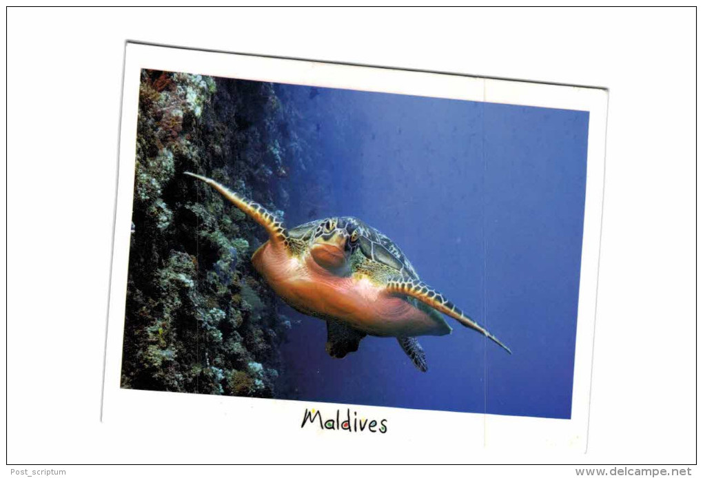 Thème - Animaux - Tortue Maldives - Schildpadden