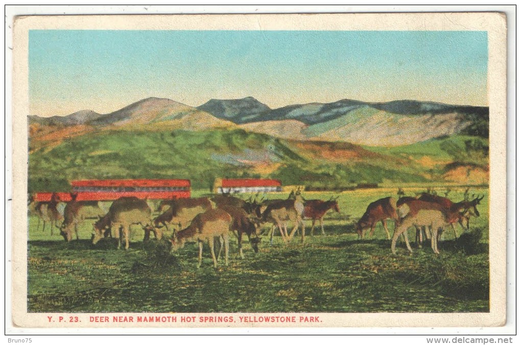 Deer Near Mammoth Hot Springs, Yellowstone Park - Yellowstone