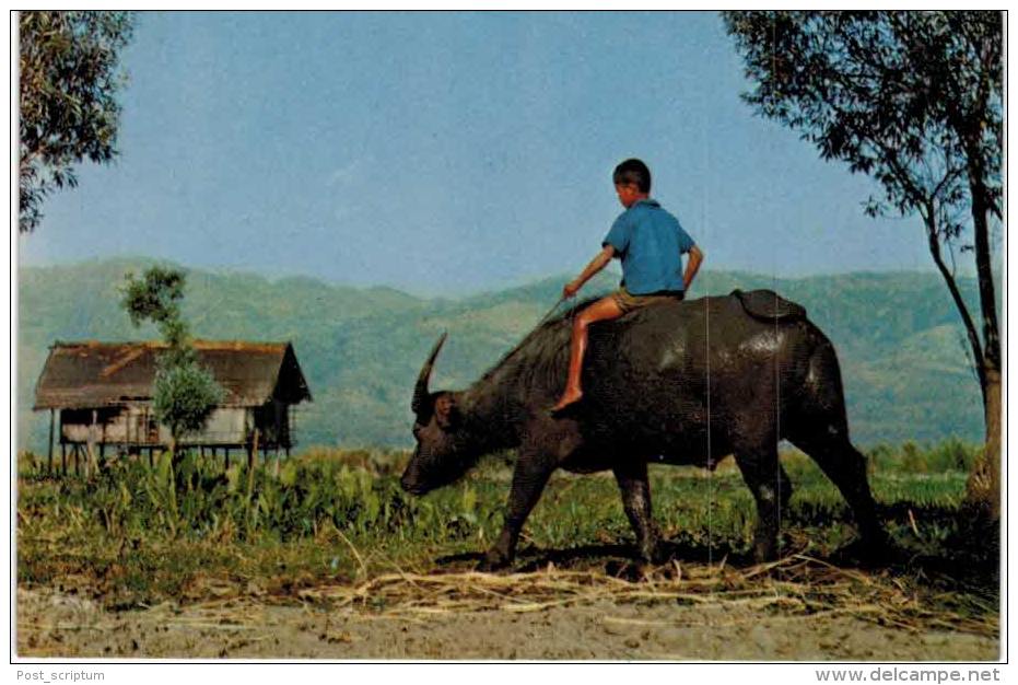 Asie - Burma Birmanie Myanmar - Buffalo Boy - Inle -  Shan State - Myanmar (Burma)