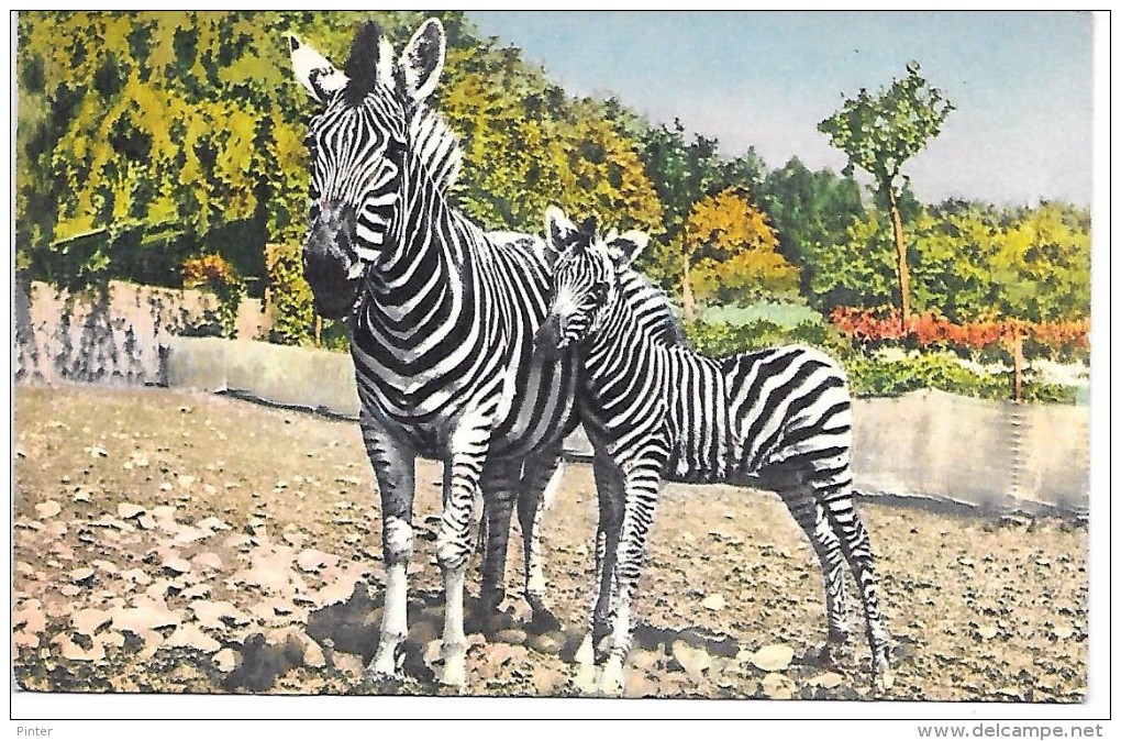 ZEBRES  - Illustration - 182 - Zebra's