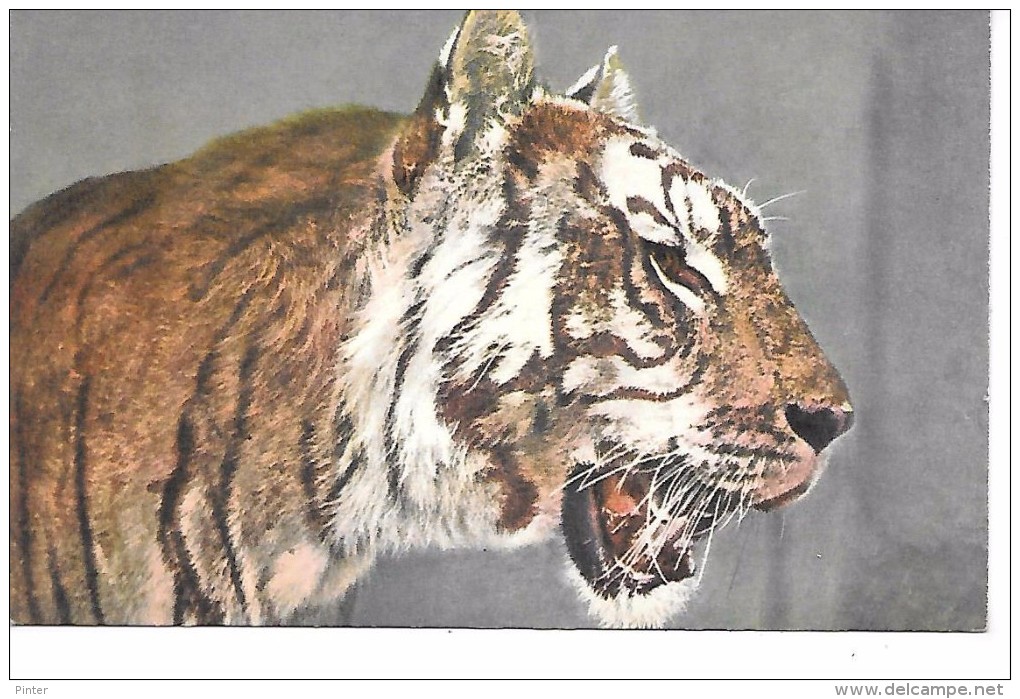 TIGRE  - Illustration - 179 - Tigres