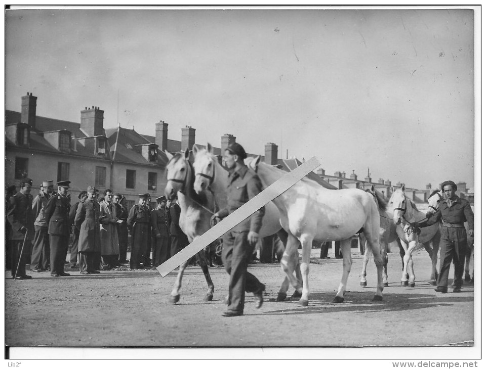 1710/1945 école Militaire Restitution De Chevaux Arabes Pris Par Les Allemands Par Le Colonel Hollandais Six 1 Photo Ww1 - Guerre, Militaire