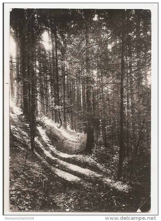 Doubs - 25 - Les Hopitaux Neufs - Ses Forets - Paysage Du Haut Carte Photo De Stainacre De Pontarlier - Autres & Non Classés