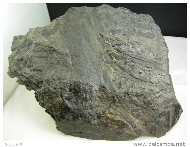 ROSEAU ?  CARBONIFERE 23 X 20, CM BASSIN HOUILLER DE GAGNAIRE - Fossielen