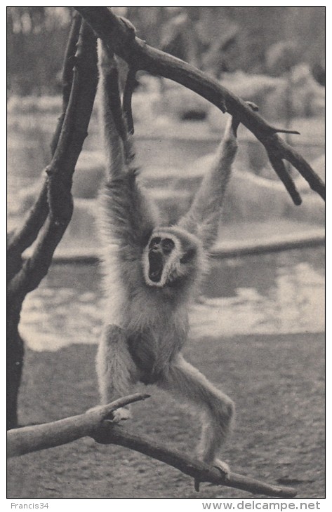 CPA - Gibbon à Mains Blanches - Parc Zoologique Du Bois De Vincennes - Singes