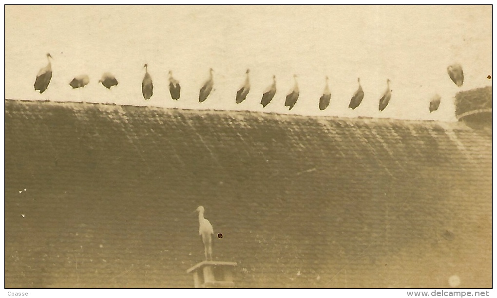 Rare CPA CARTE-PHOTO A. D. Mauermann 67 HATTMATT Bas-Rhin Attroupement Cigognes Sur Toit De L' Eglise ALSACE - Otros & Sin Clasificación