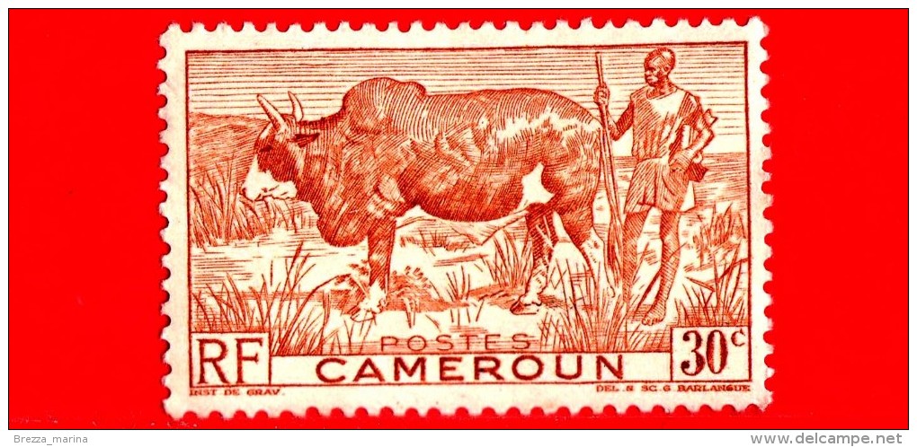 CAMERUN - USATO -  1946 - Animali ( Fauna ) - Bovini - Zebu E Herder - 30 - Used Stamps