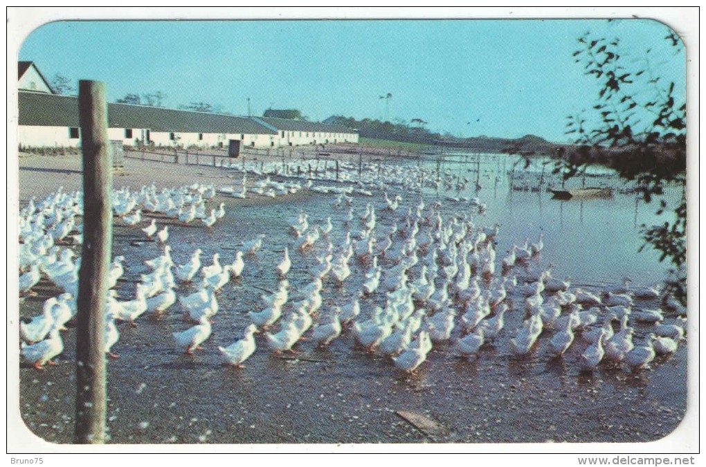 Long Island Duck Farm, Long Island, N.Y. - Long Island