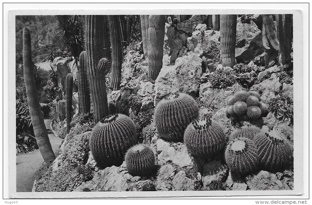 MONACO - N° 49- JARDIN EXOTIQUE - GROUPE D' ECHINOCACTUS GRUSONII - CARTE FORMAT CPA NON VOYAGEE - Exotische Tuin