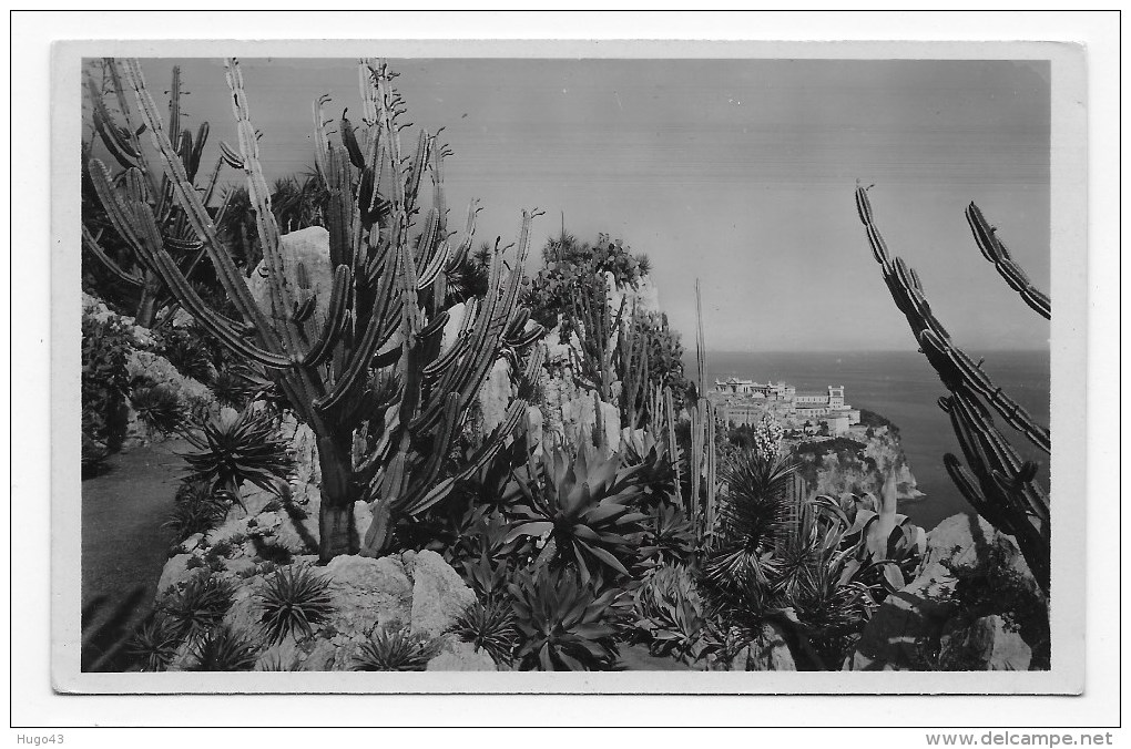 MONACO - N° 43 - JARDIN EXOTIQUE - CEREUS VALIDUS - CARTE FORMAT CPA NON VOYAGEE - Exotische Tuin