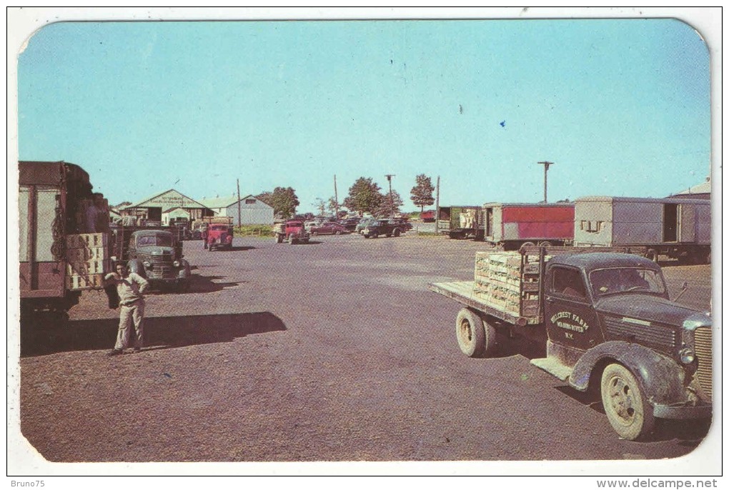 Long Island Cauliflower, Being Auctioned Off At The Auction Block, Riverhead, Long Island, N.Y. - Long Island