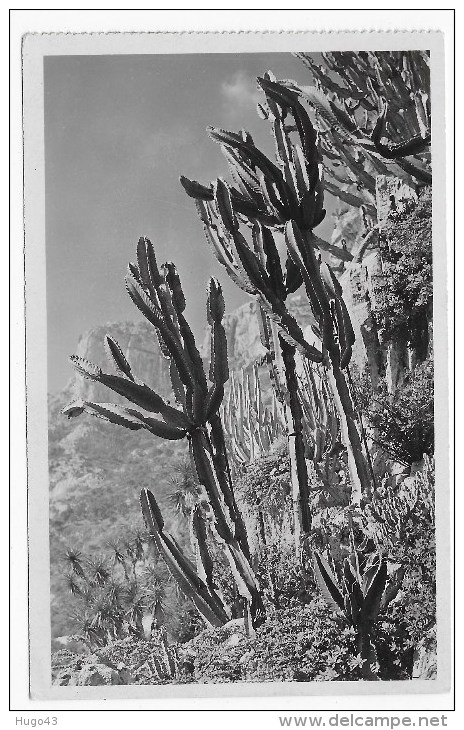 MONACO - N° 48 - EUPHORBIA NEUTRA - CARTE FORMAT CPA NON VOYAGEE - Jardin Exotique