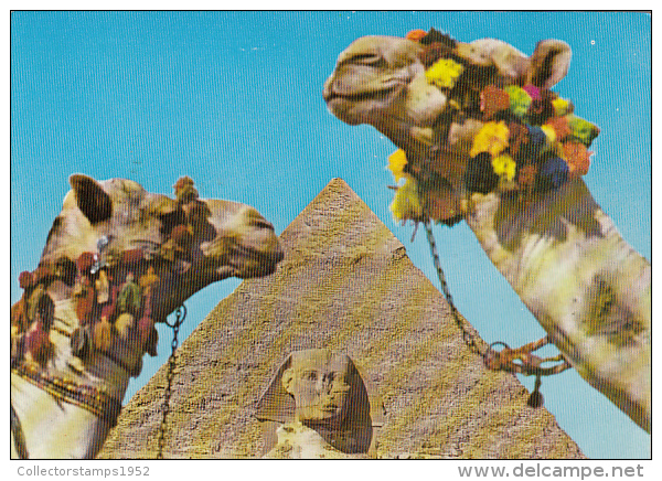 16911- GIZEH- THE SPHINX, KHAFRE PYRAMID, CAMEL - Gizeh