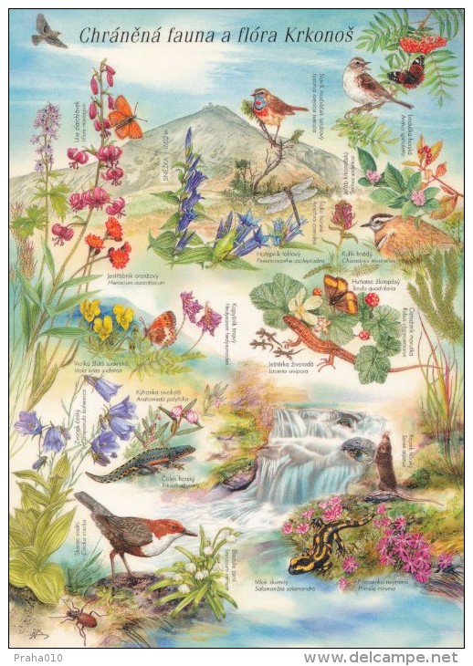 J0097 - Czech Rep. (2005) Postal Stationery: Protected Fauna And Flora Of The Giant Mountains - Spechten En Klimvogels